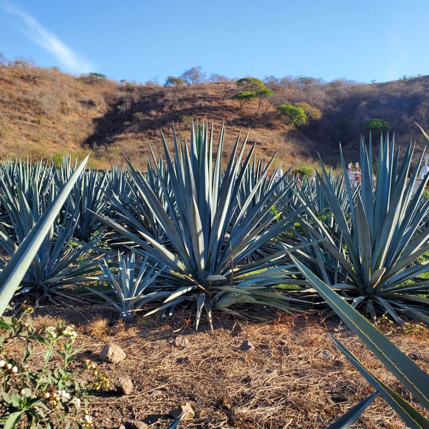 Plantas de agave azul, con rayos de sol y cerros de fondo