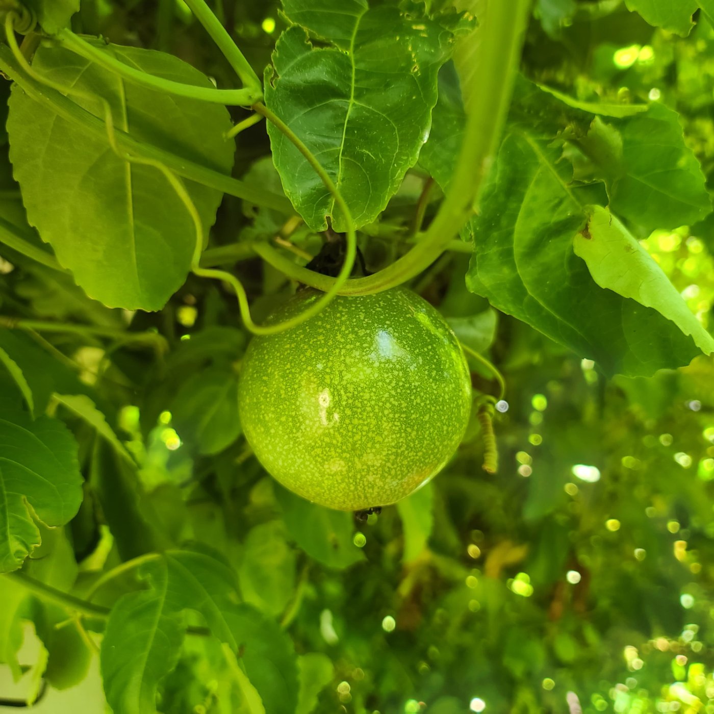 Cultivo de maracuyá&nbsp;