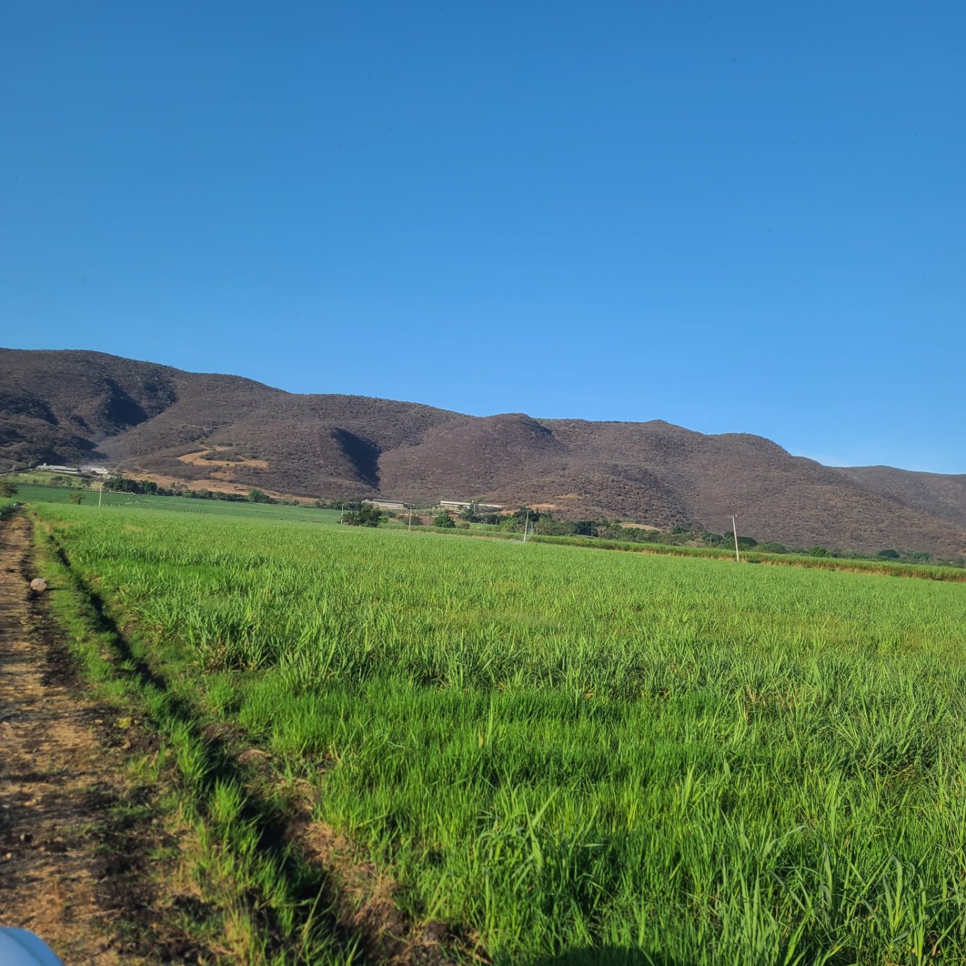 Caña de azúcar grande&nbsp;