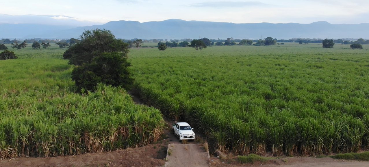 Predio de caña de azúcar&nbsp;