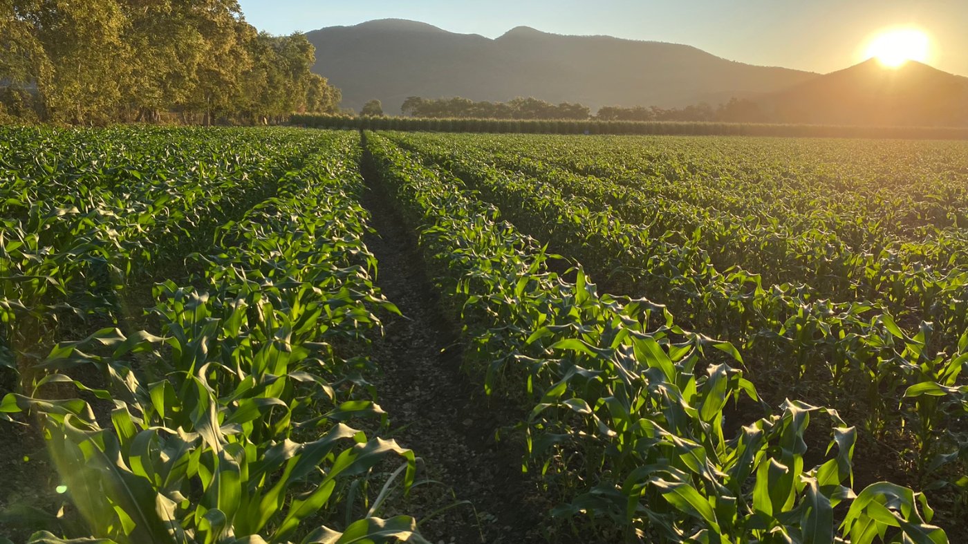 CULTIVO DE MAÍZ AL AMANECER