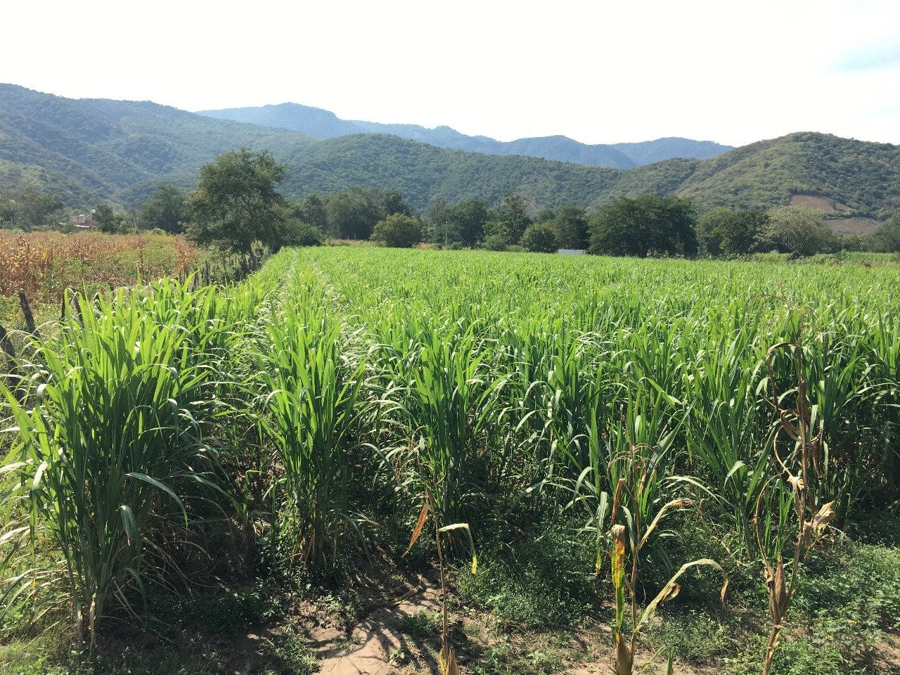 Predio de caña de azúcar&nbsp;