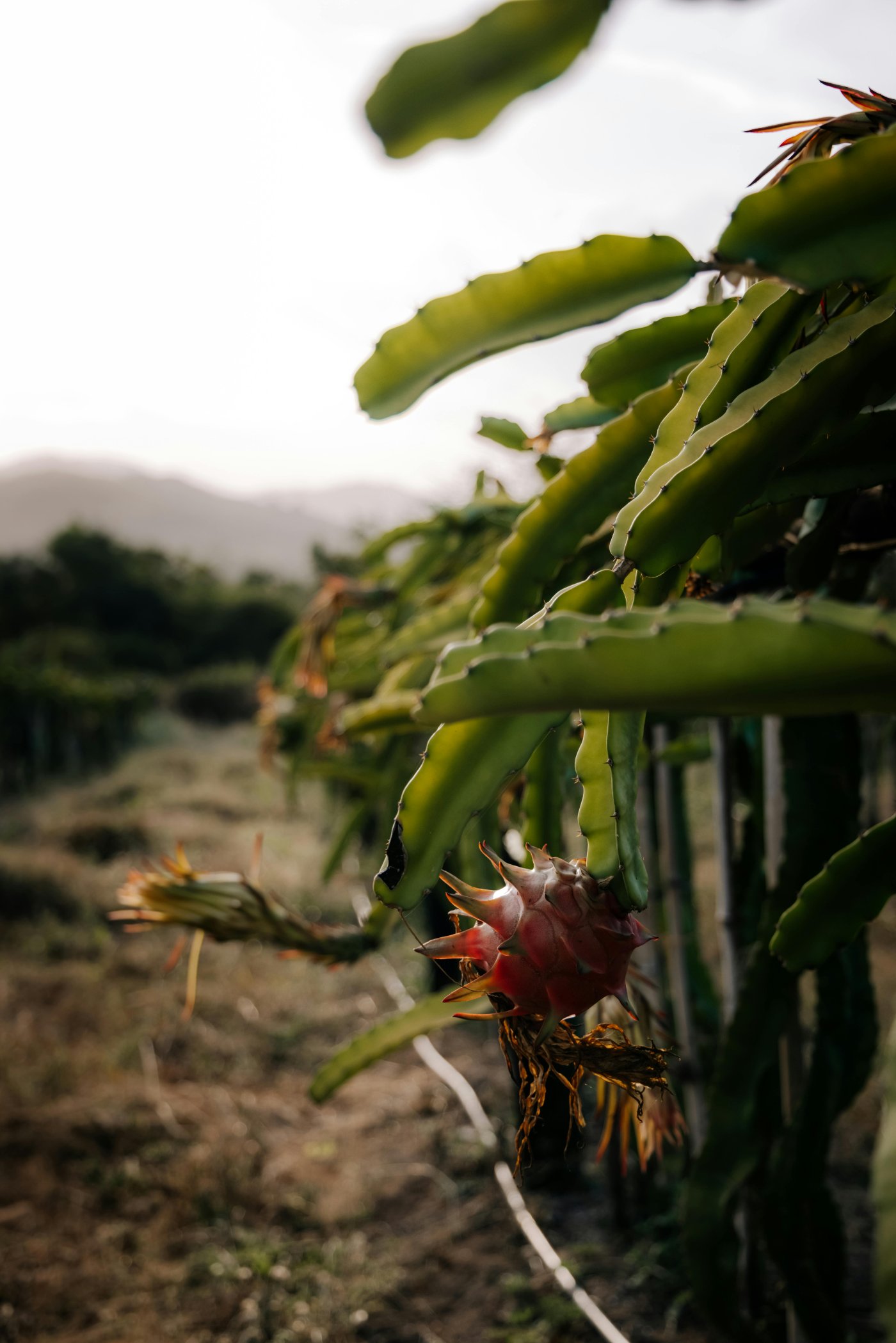 Cultivo de pitahaya en desarrollo&nbsp;