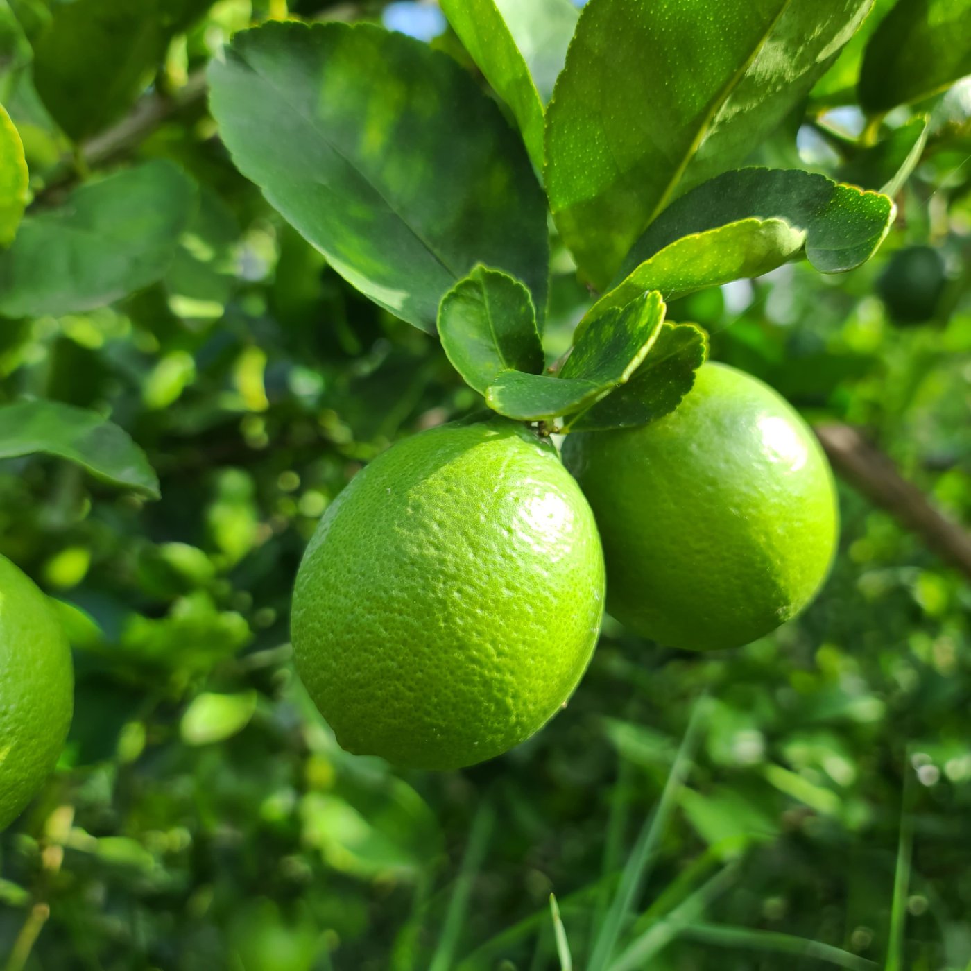 Limón en punto de cosecha&nbsp;