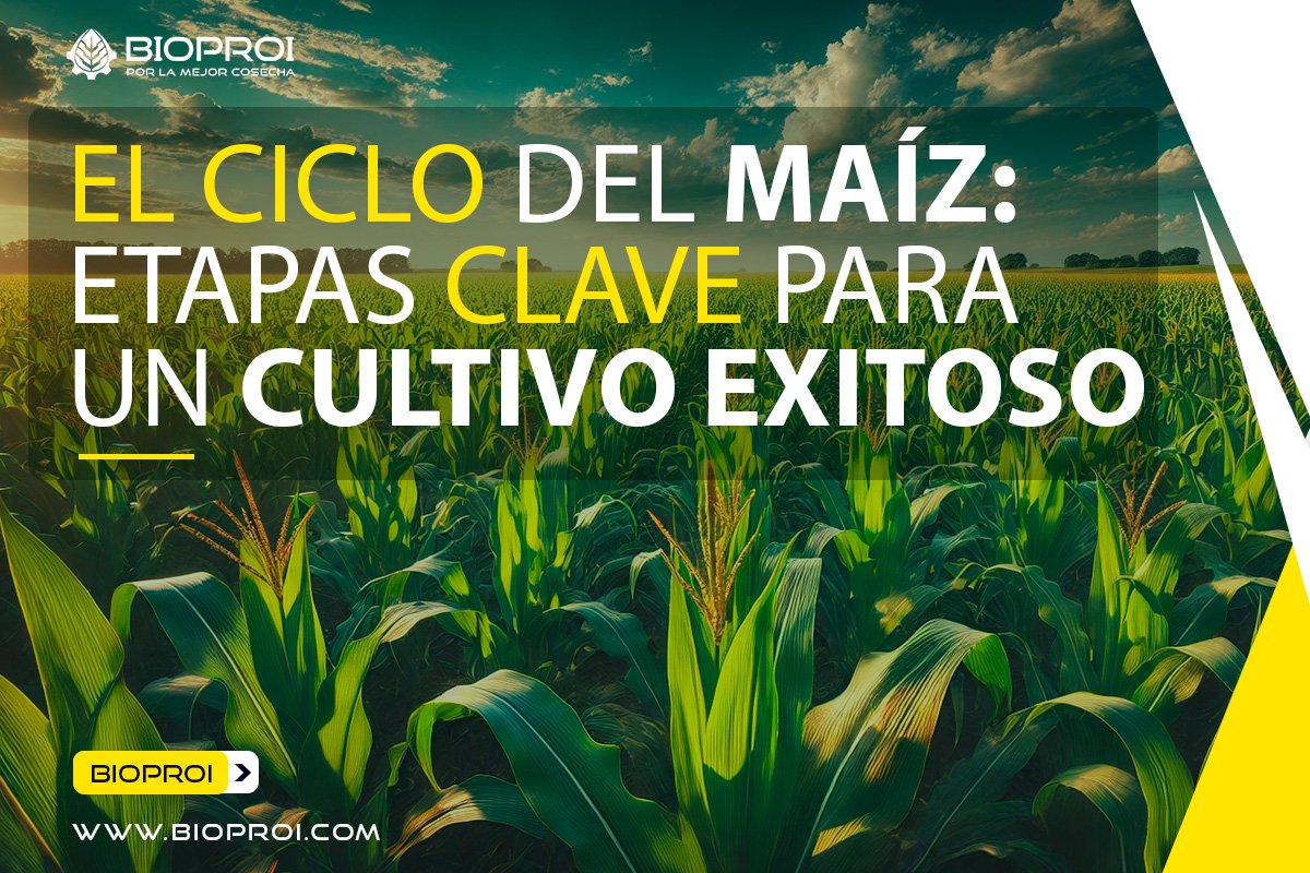 Campo de maíz en desarrollo vegetativo, sano y prospero 