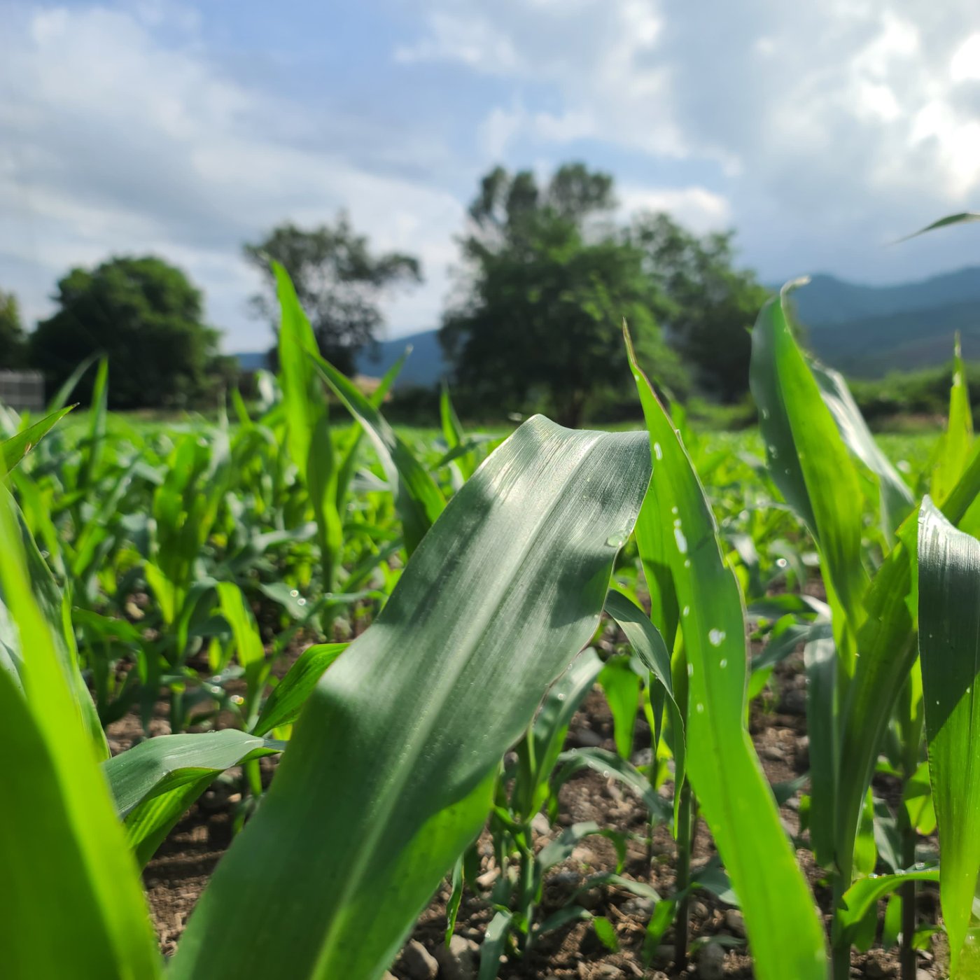 cultivo de maíz verde y fuerte