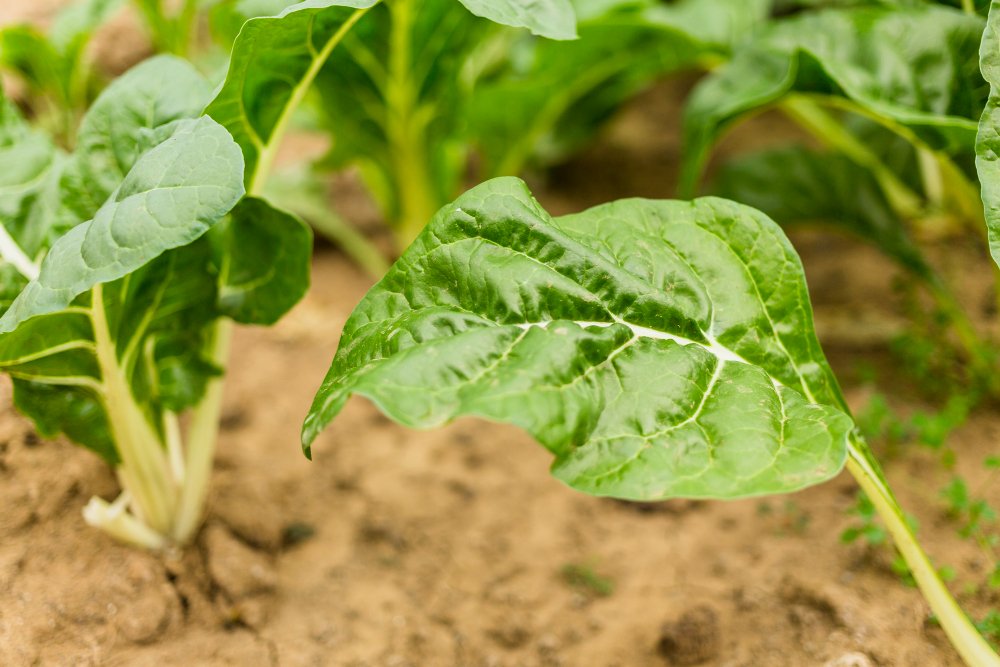 Aplicación de bio-fertilizantes&nbsp;