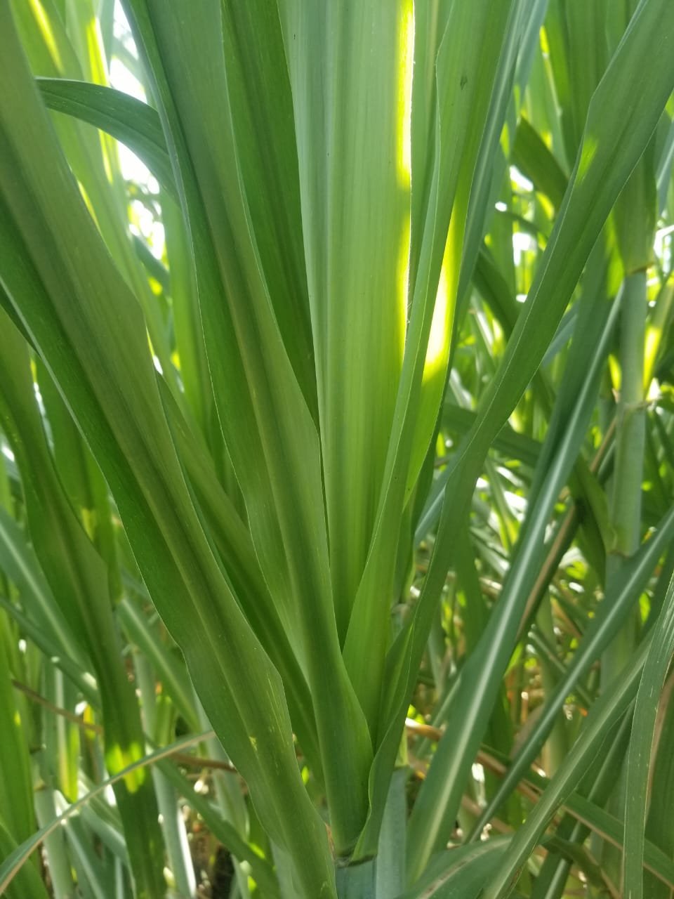 Cultivo de caña de azúcar sano&nbsp;