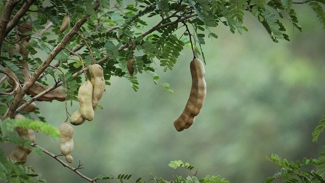 Cultivo de tamarindo en maduración&nbsp;