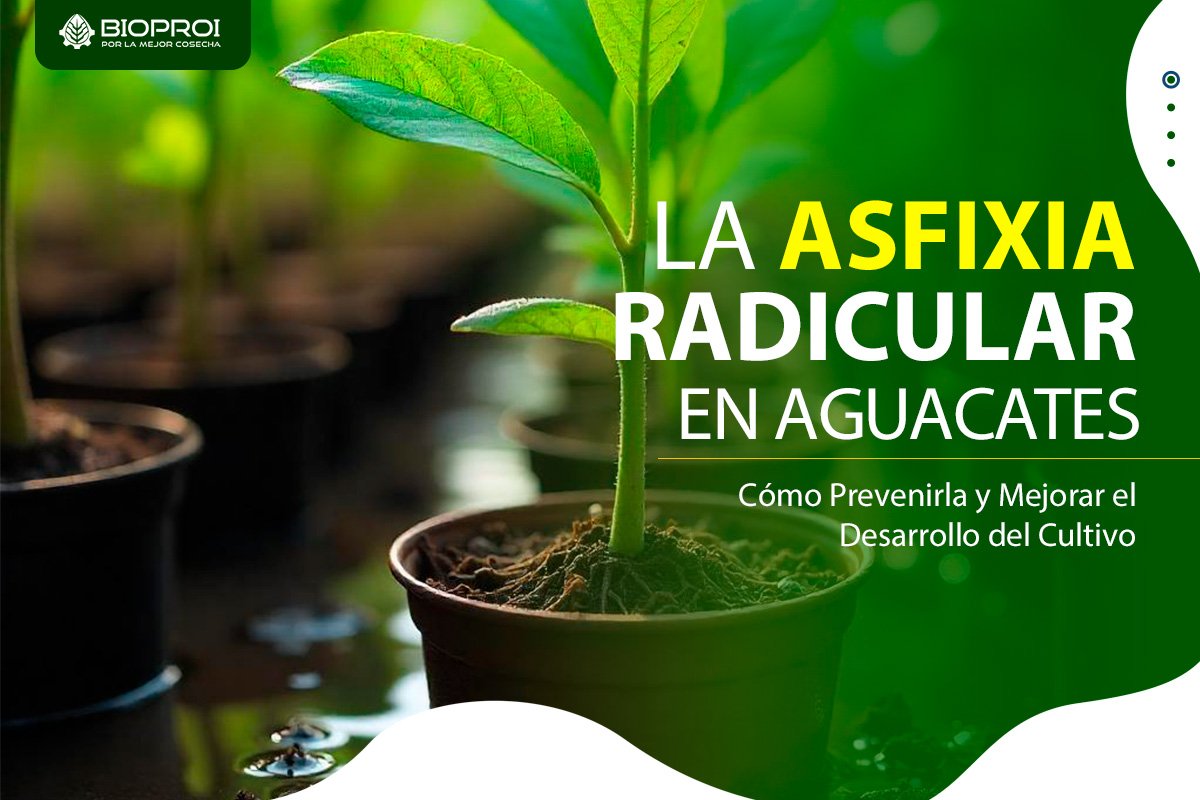 plantas de aguacate con asfixia radicular 