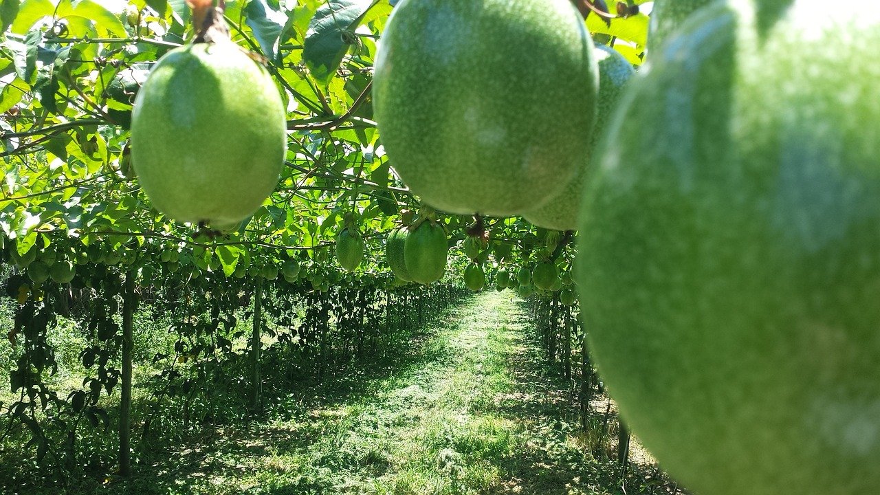 Predio de cultivo de maracuyá&nbsp;